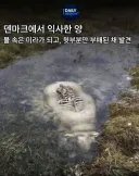 약혐 ) 덴마크에서 반만 부패하고 반은 미라가 된 양 발견.jpg
