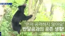 ??? : 국민 여러분, 저희 대한민국 반달곰은 먼저 물지 않습니다
