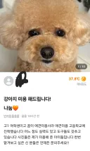 강아지 미용 해드립니다 (나눔)