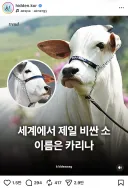세계에서 가장 비싼 암소는 카리나(댓글 단 윈터와 카리나)