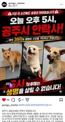 🚨오늘 5시 안락사🚨 공주보호소 입양/임보 찾아요