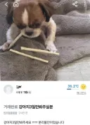 당근마켓에 올라왔던 강아지 유기 방법 레전드..