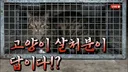 '길고양이 다 없애자' 주장에…수의사들 데이터로 맞섰다