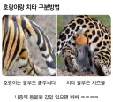 호랑이 치타 구분 방법