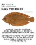 다시봐도 신박신박신박한 광어의 진화.jpg