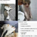 고양이를 혐오하는 악플러들… 전부 30대 무직백수 남성