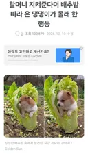 할머니 지켜준다며 배추밭 따라 온 댕댕이가 몰래 한 행동