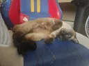 솔직히 우리집 고양이 정도면 의자 그렇게 박살낸 것은 아닌 것 같다
