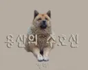 용산 전자상가, 수호신이라던 댕댕이.