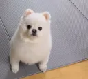이거 댕댕이 견종.. 뭐임 넘 귀엽잖아