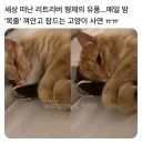 매일 밤 목줄 껴안고 잠드는 고양이.