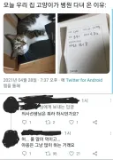 고양이가 병원에 다녀온 이유