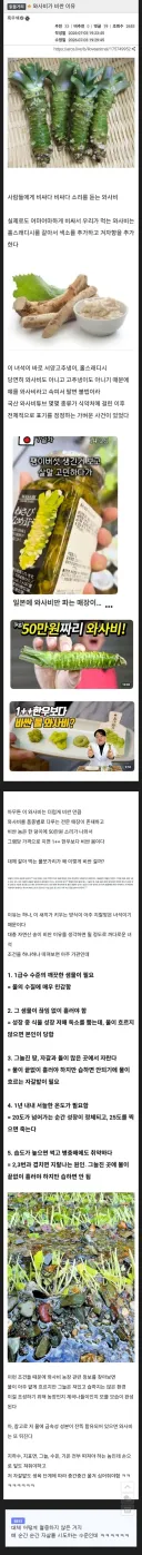 진짜 와사비가 비싼 이유