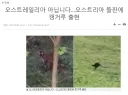 더이상 캥거루로 구분하면 안되는 나라