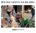 할머니따라 시장갔다가 지쳐 잠든 강아지