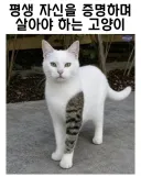 평생 자신을 증명하며 살아야 하는 고양이