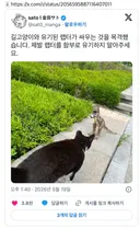 길고양이와 유기된 랩터가 싸우는 것을 목격했습니다. 제발 랩터를 함부로 유기하지 말아주세요