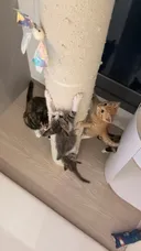 고양이 열매 열림 (영상추가)