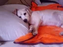 우리집 댕댕이 노견이라 뭐 못배울것 같은데