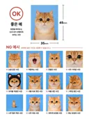 고양이로 보는 증명사진 가이드라인...