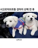 시고르자브르종 강아지 산책 전 후