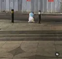 도로에서 울고 있는 대한항공 승무원