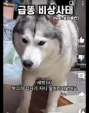실외배변 하는 강아지가 새벽 3시에 급똥이 생기면