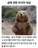 곰에 대한 러시아 속담