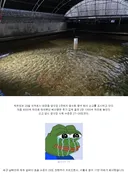 사흘새 광어 11만 마리가 폐사했습니다