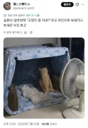우린 고양이로소이다