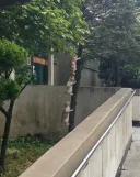 나무에 달린 매미
