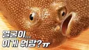 최근 광어 양식업이 힘든 이유