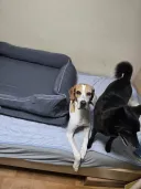 우리집 댕댕이 침대 구매한지 5일째