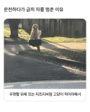 운전하다가 급히 차를 멈춘 이유
