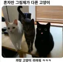 혼자만 그림체가 다른 고양이