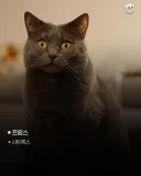국가별 대표 고양이
