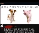 극한의 동물 사랑