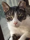 그냥 우리집 온지 한달 되가는 고양이 자랑(스압)
