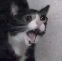 롤) 딮기 : G2 이긴 매물 팝니다!