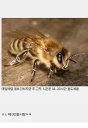 ㅈ나 열심히 일한다는 벌과 개미 특