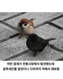 흑화된 참새가 발견