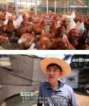백숙집 차리려고 닭 키우기 시작한 부부의 최후