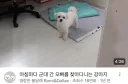 군대 간 오빠 기다리는 멍뭉이.jpg