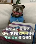 피자 먹는 줄 알고 개신난 강아지ㅠㅠㅠㅠ