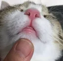 씹덕 포인트 고영희 앞니