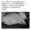 너무 살쪄서 털이라도 깎아 본 견주 1