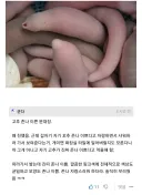실제로 예쁜 꼬츄를 본 디시인사이드 유저.jpg