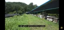 꿀벌들을 설탕에 굴려 설탕 범벅으로 만드는 유튜버.jpg