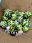 코스트코 수박