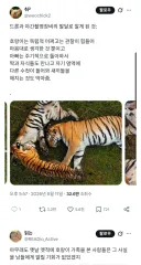 베스트 호랑이보고 의외로 고증같은 애니.jpe